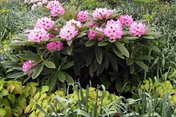 comment planter rhododendron en pot